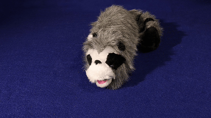 roxie-the-raccoon-1